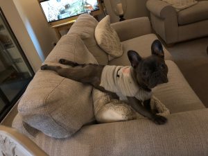 plank posture demonstrated by Georgia the French bulldog
